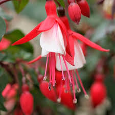 Upright Fuchsia Jingle Bells Fuchsia Plant Fuchsia Flowers Plant Sale