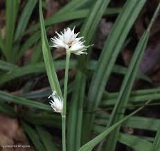 Image result for Cyperus mollipes