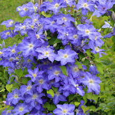 Shop for perennials by zone for zone 7. Top 10 Blue Perennials For Dreamy Gardens Proven Winners