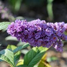 Transplanting A Butterfly Bush Thriftyfun
