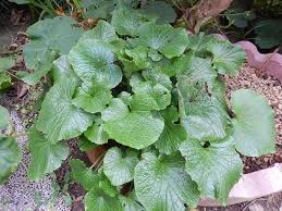 ワサビ 山葵 の株分け 茎のすり卸し 植物大好き 出会い ときめき 癒し