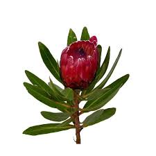 Image result for Protea enervis