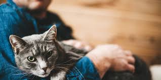 Resultado de imagem para Como cuidar de um gato em apartamento