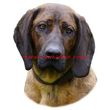 Image result for hannoverský barvář