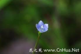 Image result for Wahlenbergia paludicola