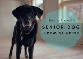 15 Ways To Keep An Old Dog From Slipping On The Floor In 2020 Elderly Dogs Senior Dog Senior Dogs Care