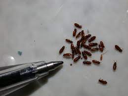 The foreign grain beetle (ahasverus advena) is a species of beetle in the family silvanidae. Foreign Grain Beetle Insect Id
