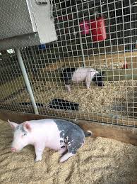 Pin By Julie N Johnny Bishop On Ffa Show Animals Animals Ffa Shows