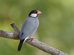 Gratis untuk komersial bebas pakai. 12 Jenis Burung Langka Di Jawa Yang Makin Langka
