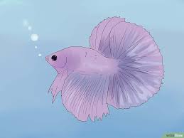 You got a sick betta fish huh? Tell If A Betta Fish Is Sick Betta Fish Care Betta Betta Fish Tank