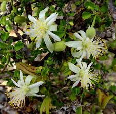 Image result for Grewia herbacea