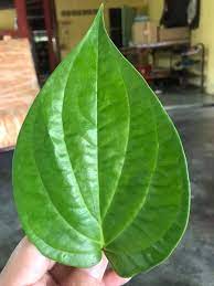 Sirih bertemu urat adalah yang menjadi pilihan kepada mak bidan dalam ilmu perubatan tradisional. Mama Guzel Dalam Seikat Daun Sirih Mana Boleh Tak Boleh Facebook