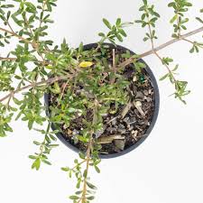 Image result for Cyperus kirkii