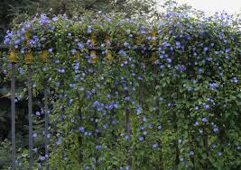 Image result for Jacquemontia