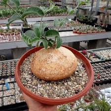 Image result for Raphionacme procumbens