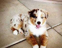 We did not find results for: Modern Resume Template For Ms Word Professional Cv Design Teacher Cv Template Design Modern Resume Instant Download Easter Megan Dogs Golden Retriever Aussie Dogs Retriever Puppy