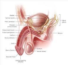 Does your psa density actually matter? Prostate Cancer Symptoms Diagnosis Treatment Urology Care Foundation