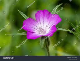 Image result for Agrostemma githago