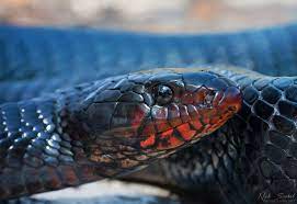 Eastern Indigo Snake Drymarchon Couperi Snake Reptiles And Amphibians Turtle Facts