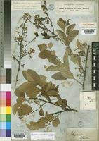 Image result for Gymnosporia gracilipes