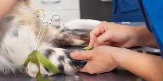 Welcome to our animal hospitals in tucson. Madera Veterinary Hospital Emergency Pet Care Tucson