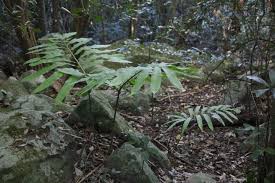 Image result for Embelia ruminata