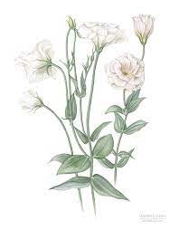 Eustoma Grandiflorum Botanical Art Botanical Illustration Illustration