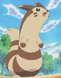 Salvador's Furret | Pokémon Wiki | Fandom