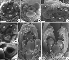 Image result for Mayaca baumii