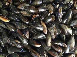 e-maistros.gr – Απαγορεύεται η αλιεία και διακίνηση μυδιών από τη ζώνη  παραγωγής δίθυρων – μαλακίων Μάζωμα