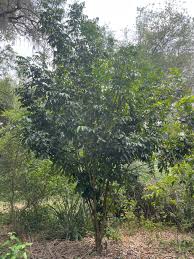 Image result for Clausena lansium