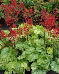 Heuchera Tokyo Plants Heuchera Coral Bells Heuchera