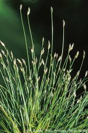 Image result for Eleocharis atropurpurea