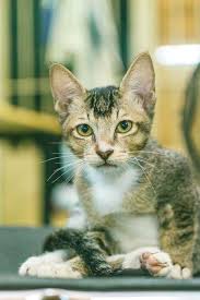 Cats And Kittens A Cat S Habits Can Be A Very Elaborate Thing To Comprehend They Are Irritable And Fussy And Incredibly Demanding Cats Do Not Simply Need The