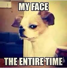 Ha Ha My Face The Entire Time Funny Cute Puppy Pictures Animals
