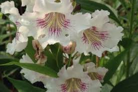 Image result for Bignoniaceae