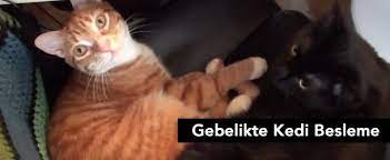 hamilelikte evde kedi besleme gebelik hesaplama kedi hamilelik evler