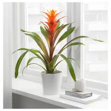 Bromeliaceae Planta Bromelia Mezcla De Especies De Plantas Ikea In 2020 Bromelie Pflanzen Topfpflanzen