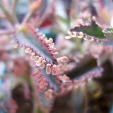 Kalanchoe Pink Butterflies Aka Mother Of Thousands Plant Photography Pink Butterfly Natural Forms