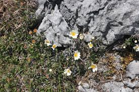 We did not find results for: National Botanic Gardens Of Ireland A True Arctic Tundra Species And Perhaps One Of The Earliest Flowering Plants To Arrive In Ireland Post Ice Age The Poached Egg Flowers Of Mountain Avens ð˜‹ð˜³ð˜ºð˜¢ð˜´