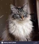 Ragdoll Breed Characteristics and Information | IamCasper