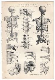Notice that the individual bases have been identified by the first letters of the base names. Anatomy Skeleton And Bones Diagram Vintage Human Anatomy Art Human Anatomy Drawing Human Anatomy