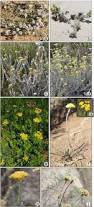 Image result for Helichrysum silvaticum