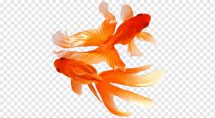 Horses, giraffes & more canvas print. Oranda Pet Fish Solid Gold Aquatics Butterfly Goldfish Pet Orange Vertebrate Png Pngwing