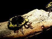 The common name refers to the beetle's gaudy pattern; Harlequin Beetle Adult Gross Akri Suppliers Ltd