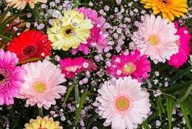 Then, this list of pink flowers is undoubtedly going to help you pick. 13 Different Flowers That Almost Look Like Sunflowers With Pictures Conserve Energy Future