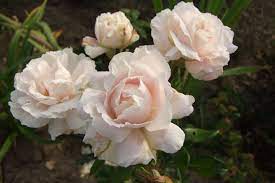 Constanze Mozart Rose Photo First Crush Floribunda Rose Rose Photos Flower Photos