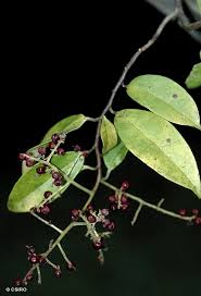 Image result for Embelia