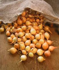 Many gardeners plant onions from sets. How To Grow Onions