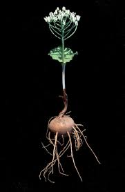 Image result for Eriospermum andongense